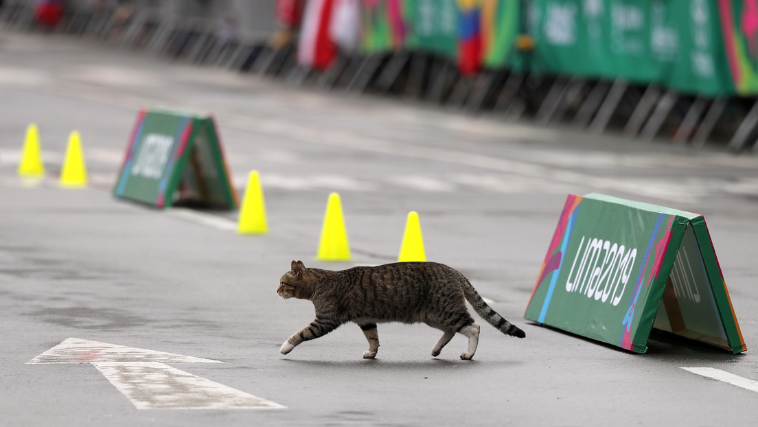 VIDEO: Un gato veloz atraviesa una pista de atletismo al final de una carrera de 100 metros lisos