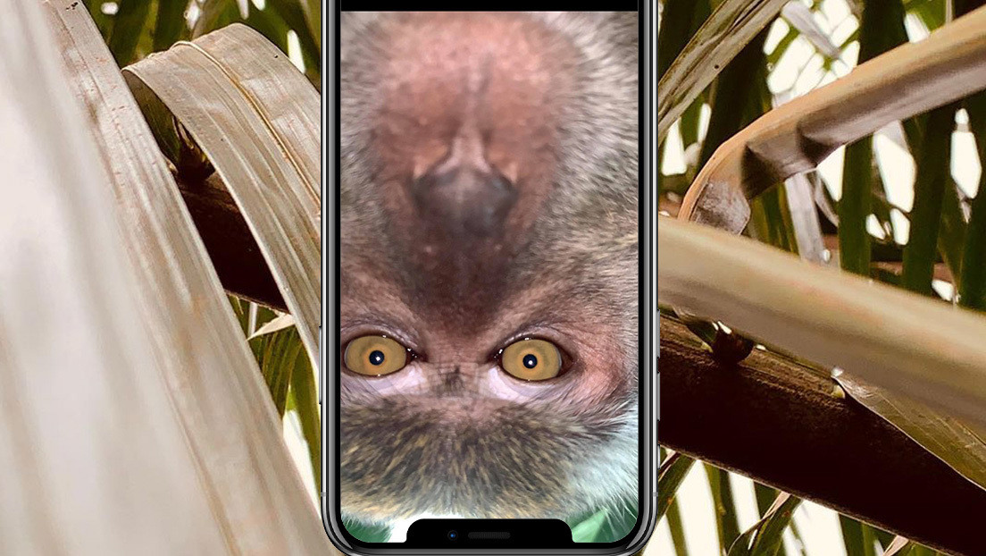 FOTO, VIDEO: Un mono 'toma prestado' un teléfono móvil y se saca 'selfis'