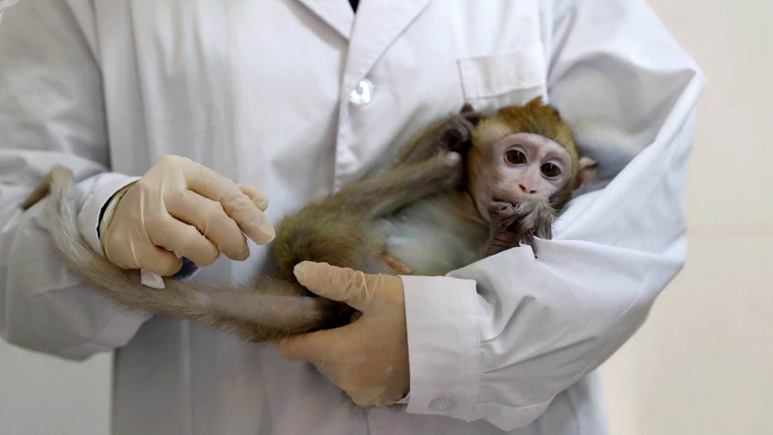 Advierten sobre la escasez de monos en EE.UU. tras la alta demanda para ensayos clínicos del covid-19