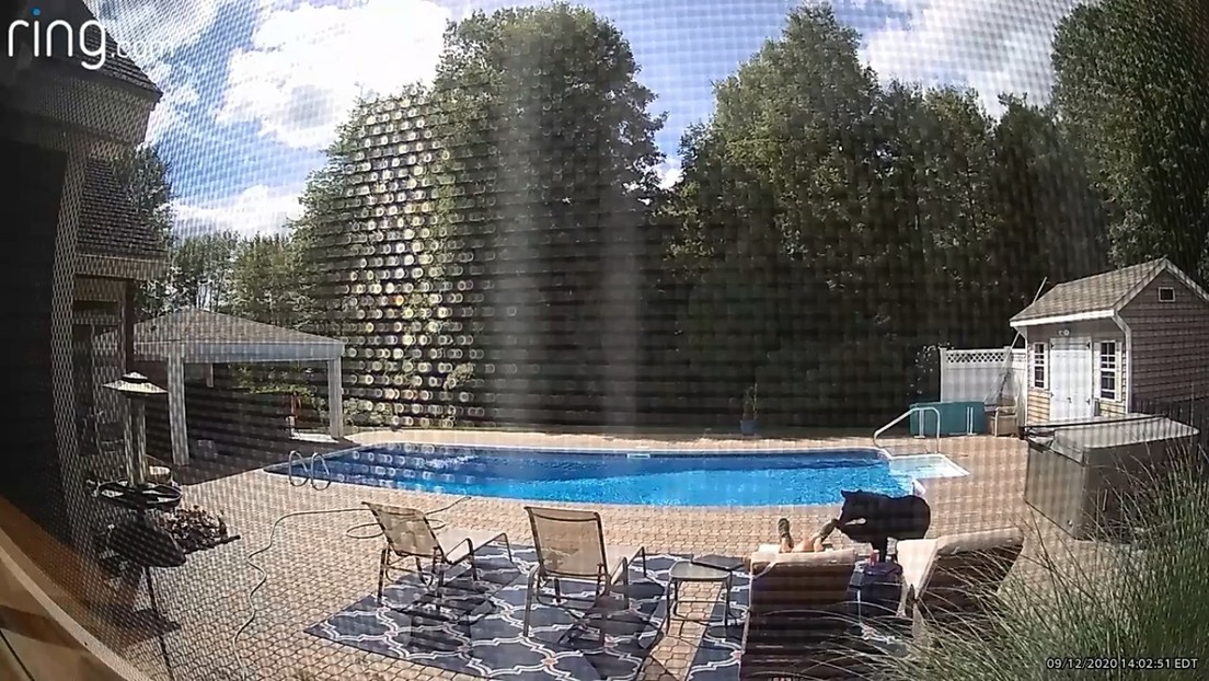 VIDEO: Un oso despierta a un hombre dormido junto a la piscina de su casa