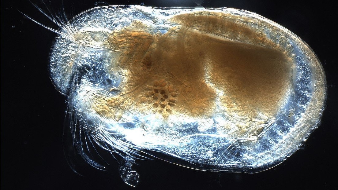 Encuentran atrapados en ámbar los "espermatozoides gigantes" más antiguos del mundo