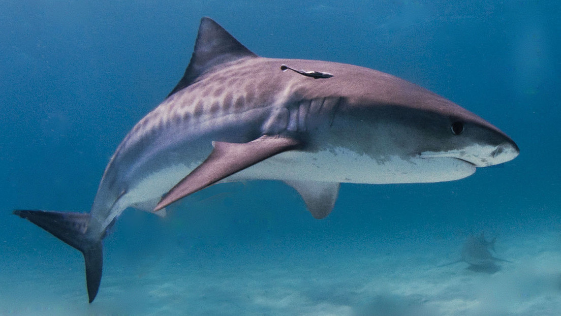 Una estadounidense captura un tiburón tigre de 136 kilos de peso con una caña de pescar casera