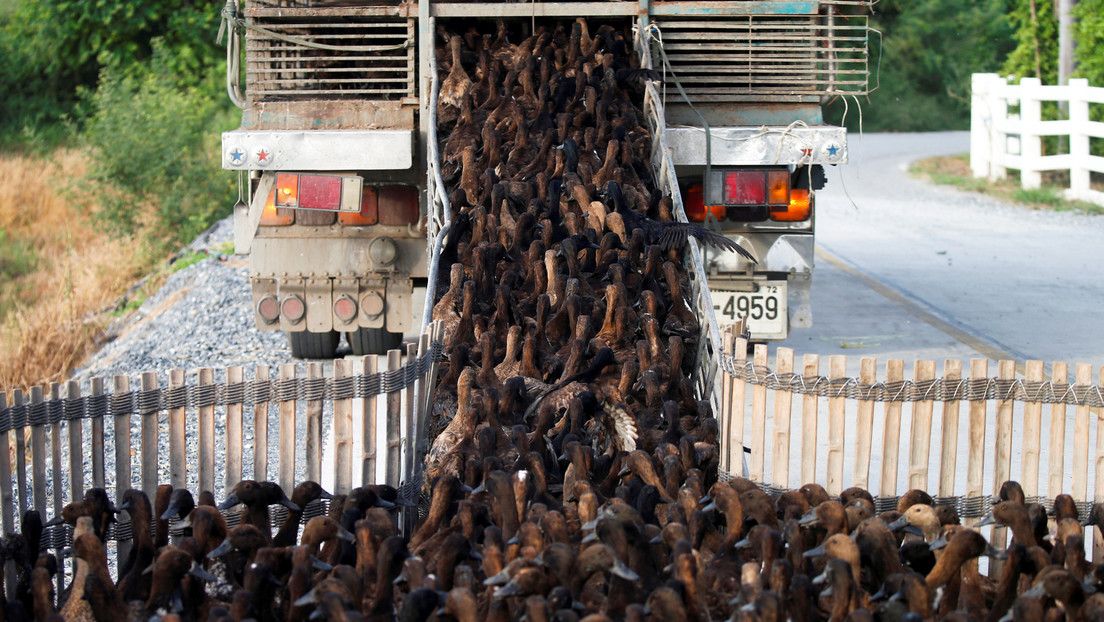 VIDEO: 10.000 patos se dirigen a un campo de arroz en Tailandia para una misión de limpieza