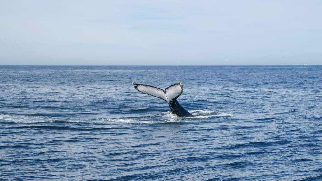 Drones captan una 'superautopista' de ballenas jorobadas de Australia (VIDEO)