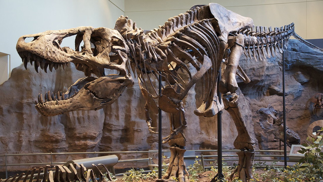 La subasta de uno de los esqueletos de T-Rex más completos del mundo puede romper el techo del mercado de fósiles
