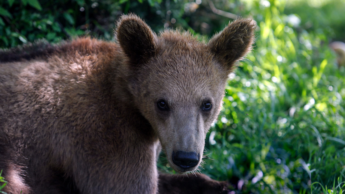 VIDEO: Un oso toca el timbre de una casa en California