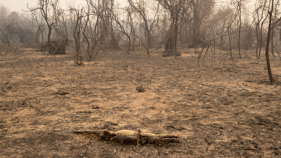 En busca de los animales heridos y en peligro por los devastadores incendios del Pantanal