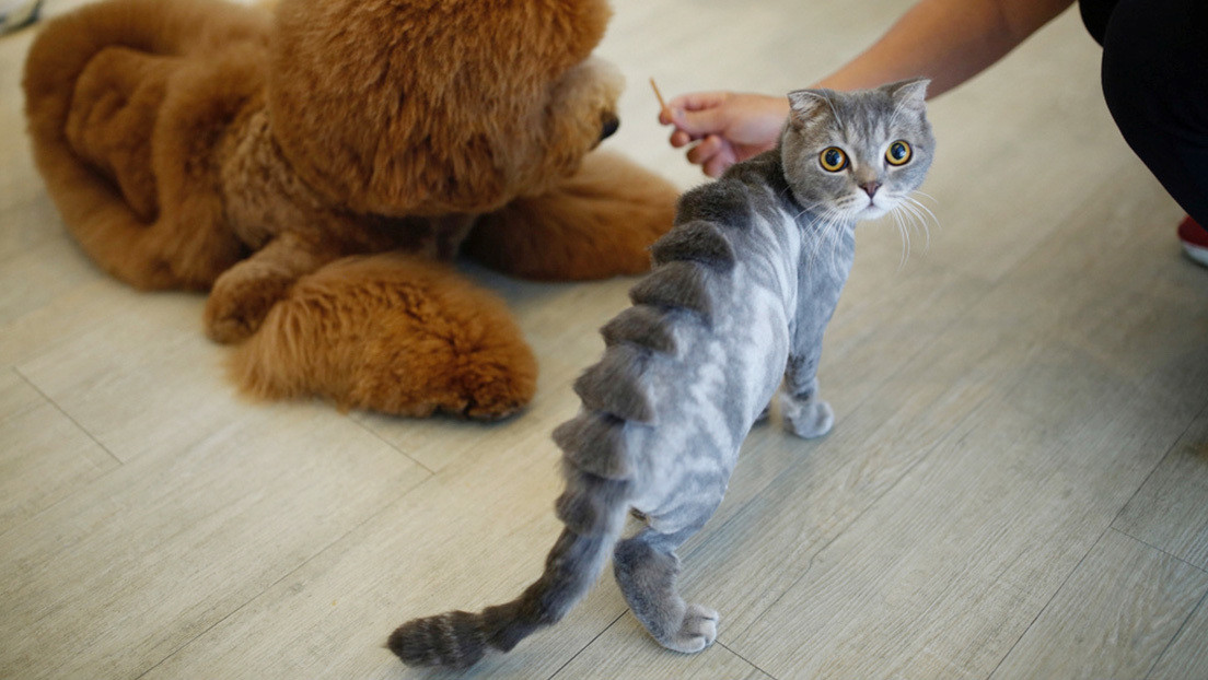 FOTO: Un gato se convierte en meme por un curioso corte de pelo tras pasar por la peluquería