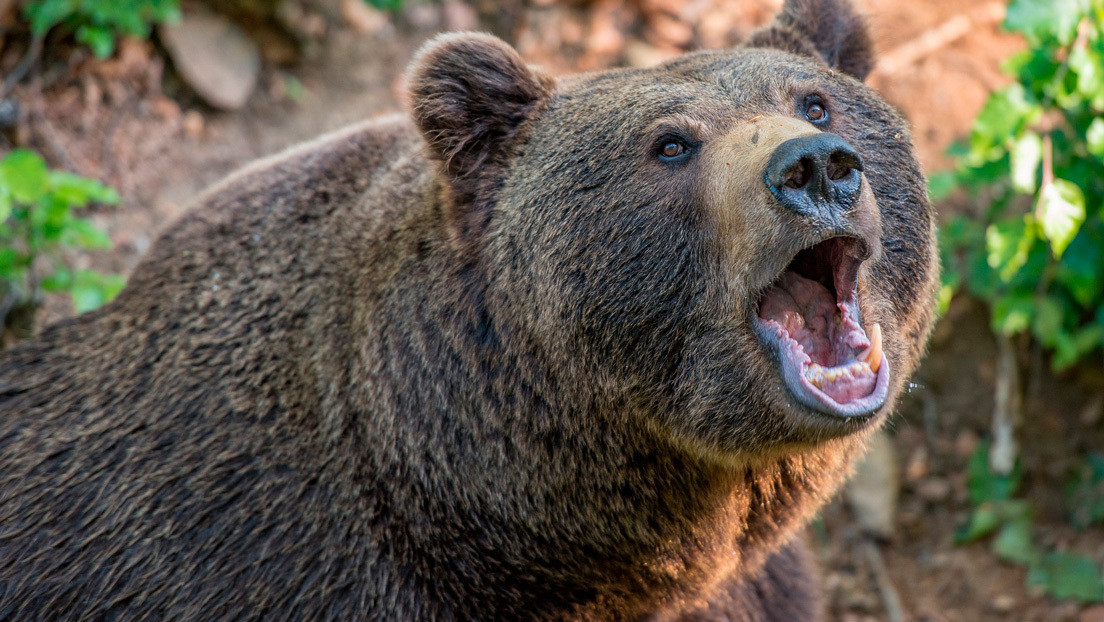 Una abuela rusa se salva de ser atacada por un oso rugiendo más fuerte que el animal