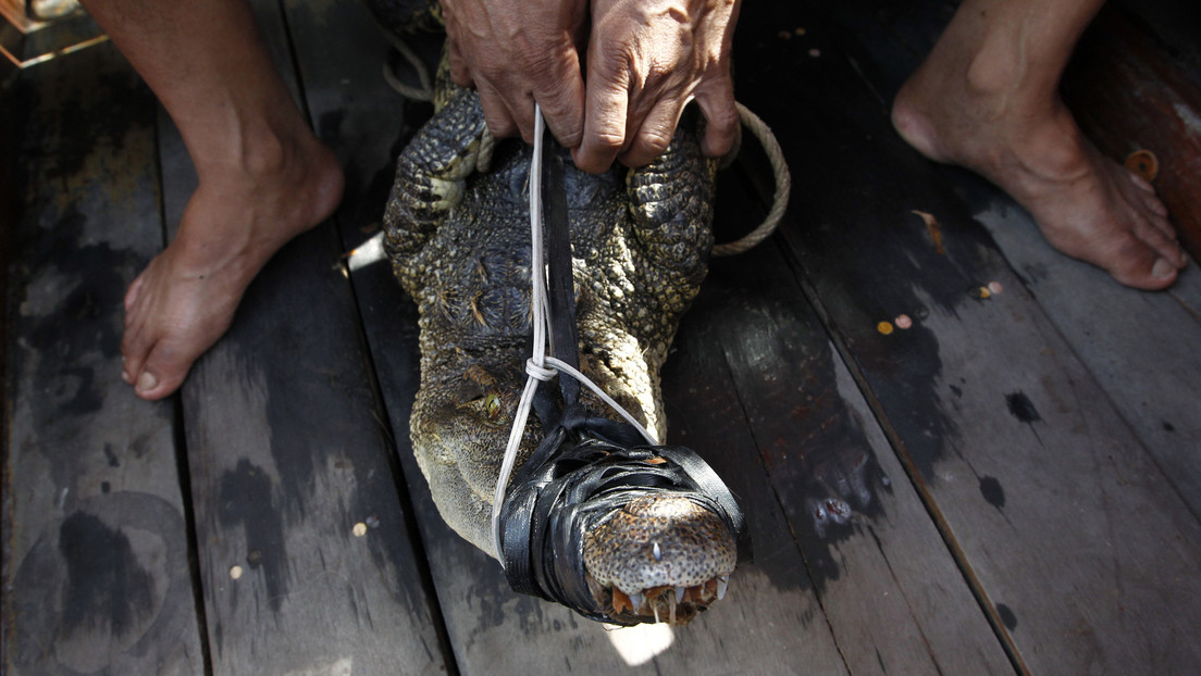Tailandia: Capturan y cocinan a un cocodrilo en venganza por su ataque a un pescador