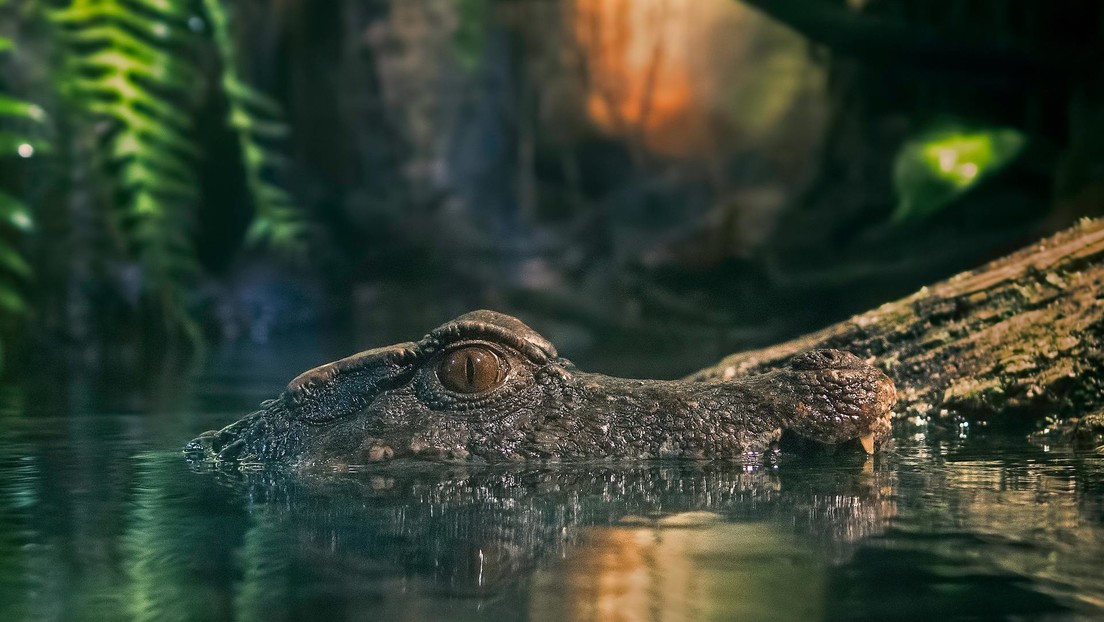 VIDEO: Espanta a un cocodrilo de 4 metros apodado cariñosamente Crujehuesos y la aventura se hace viral