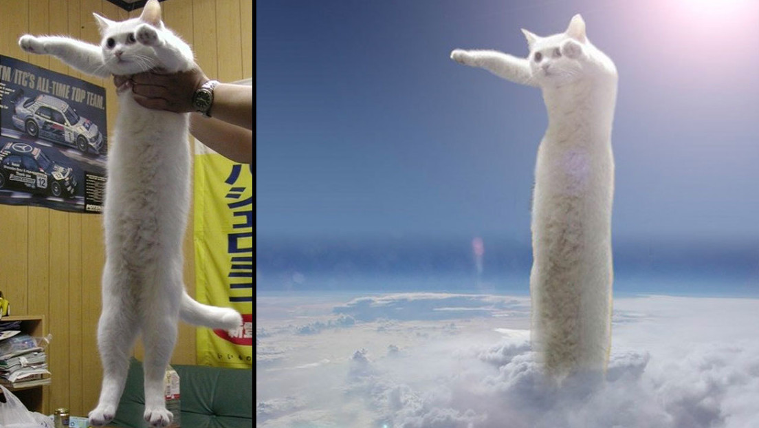 Fallece en Japón el 'gato largo', una leyenda de los memes