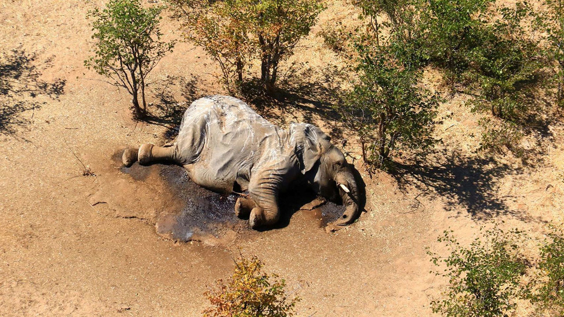 Descubren al 'culpable' de la muerte de cientos de elefantes en circunstancias misteriosas en Botsuana
