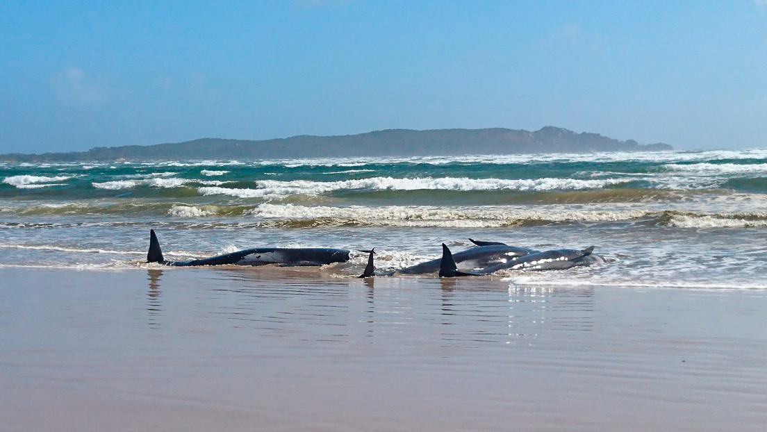 Al menos 270 ballenas quedan varadas en costas de Australia y las autoridades preparan una operación de rescate