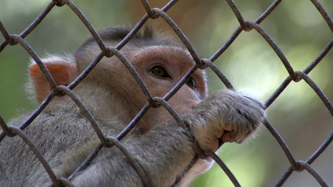 FOTOS: Polémica por experimentos en los que perforaron los cráneos de unos monos y fijaron barras con cemento a sus cabezas