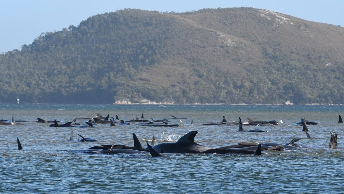 Mueren cerca de 400 ballenas piloto en el mayor varamiento masivo de Australia