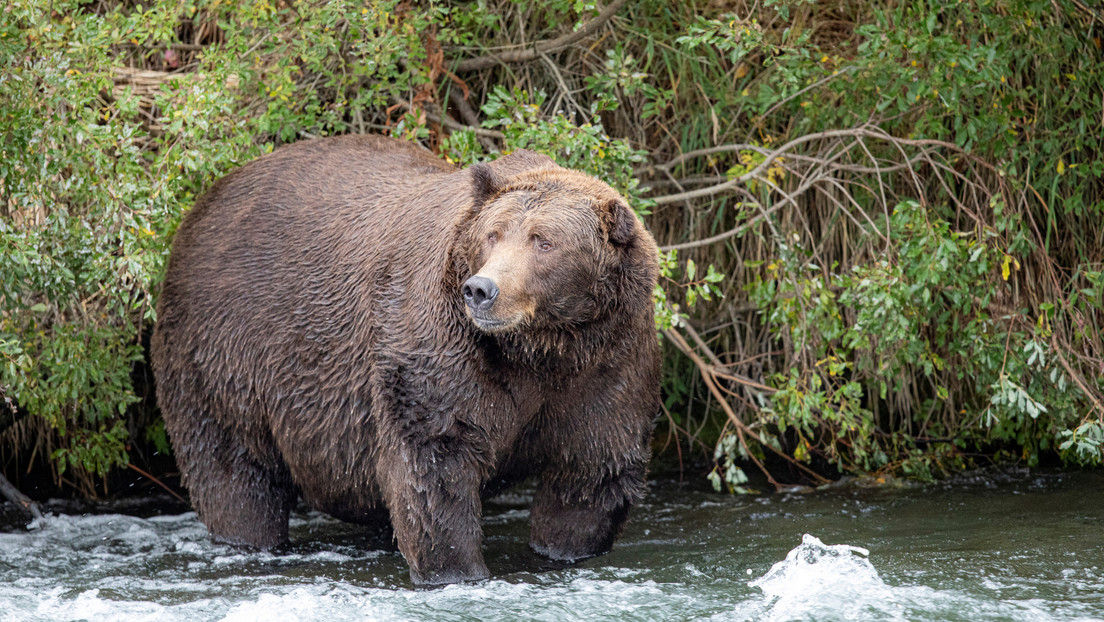 Un oso grizzly mata a un cazador en un parque nacional de Alaska, por primera vez desde su apertura en 1980