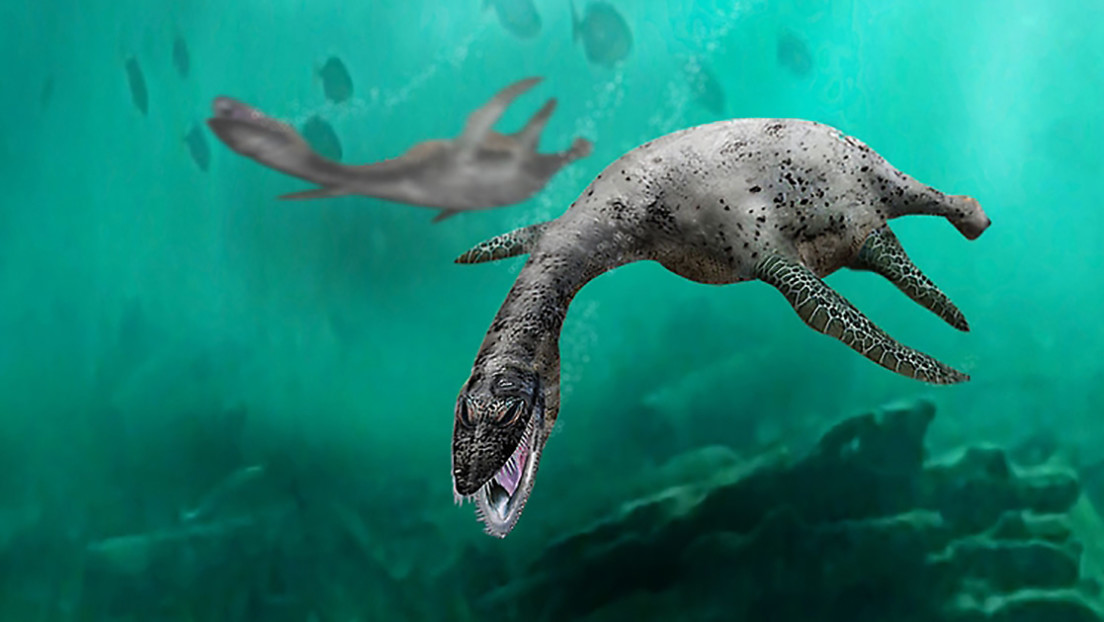 VIDEO: Descubren fósiles de uno de los mayores depredadores marinos del Jurásico en un desierto al norte de Chile