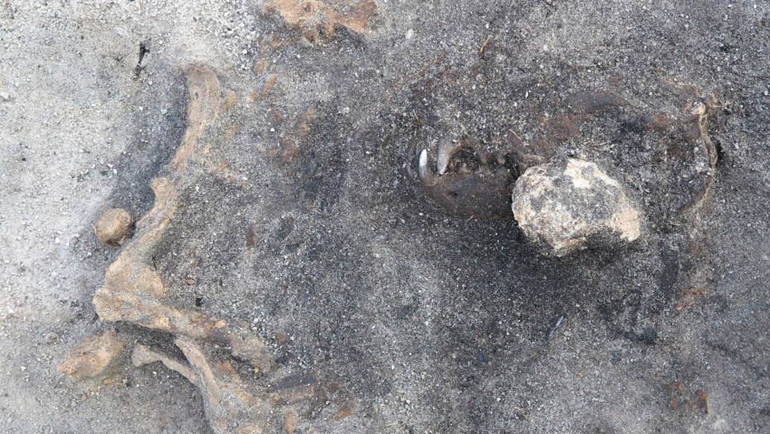 Descubren los restos de un perro de más de 8.000 años enterrado con un humano de la Edad de Piedra