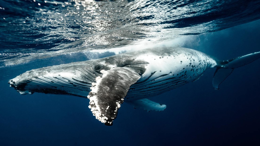 3 horas y 42 minutos bajo el agua: una ballena de Cuvier establece el récord de inmersión para los mamíferos