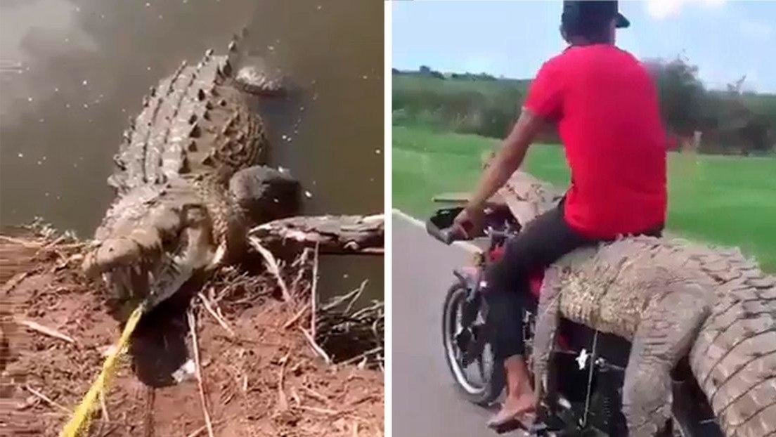 VIDEO: Un grupo de jóvenes captura en México a un caimán y lo transportan en una pequeña motocicleta