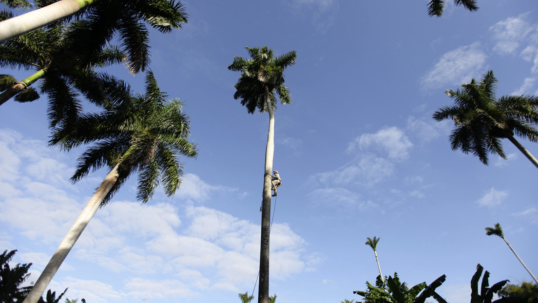 Un podador se encarama a una palmera gigantesca para cortarle la copa y casi termina catapultado (VIDEO)