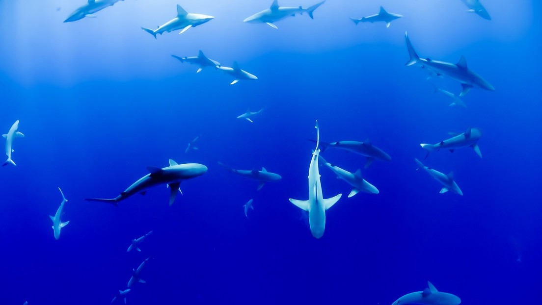Estiman cuántos tiburones habría que matar para vacunar contra el coronavirus a la población mundial
