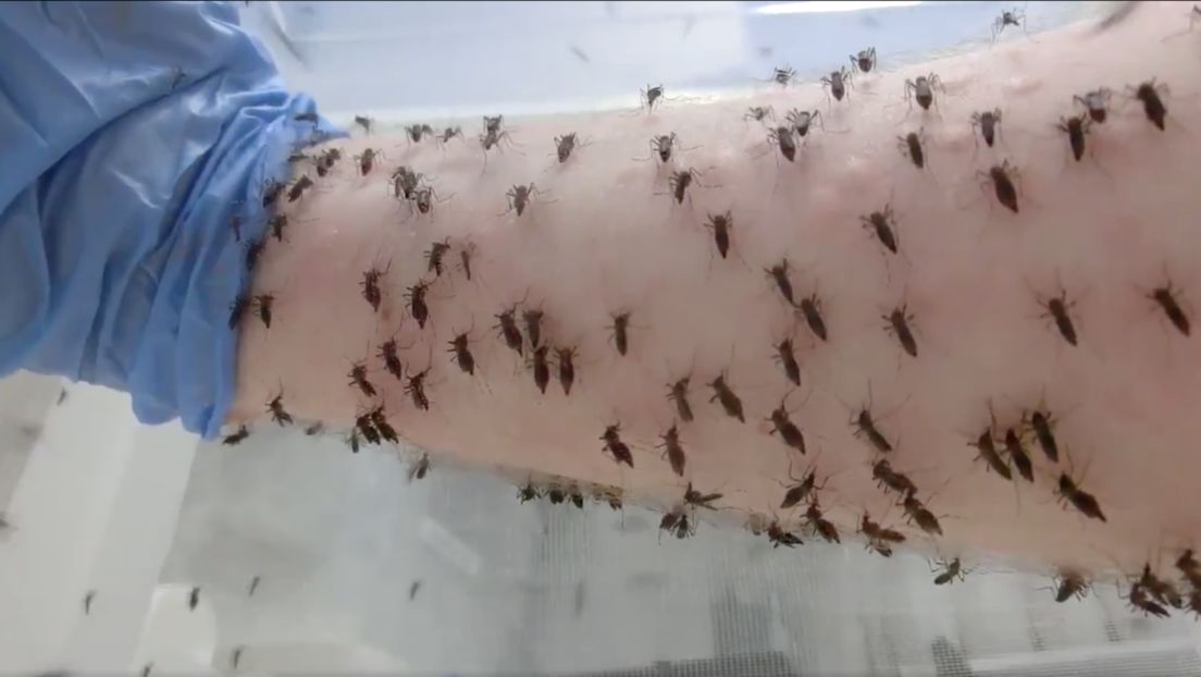 Un científico permite que miles de mosquitos le piquen un brazo para combatir el dengue (VIDEO, FOTOS)