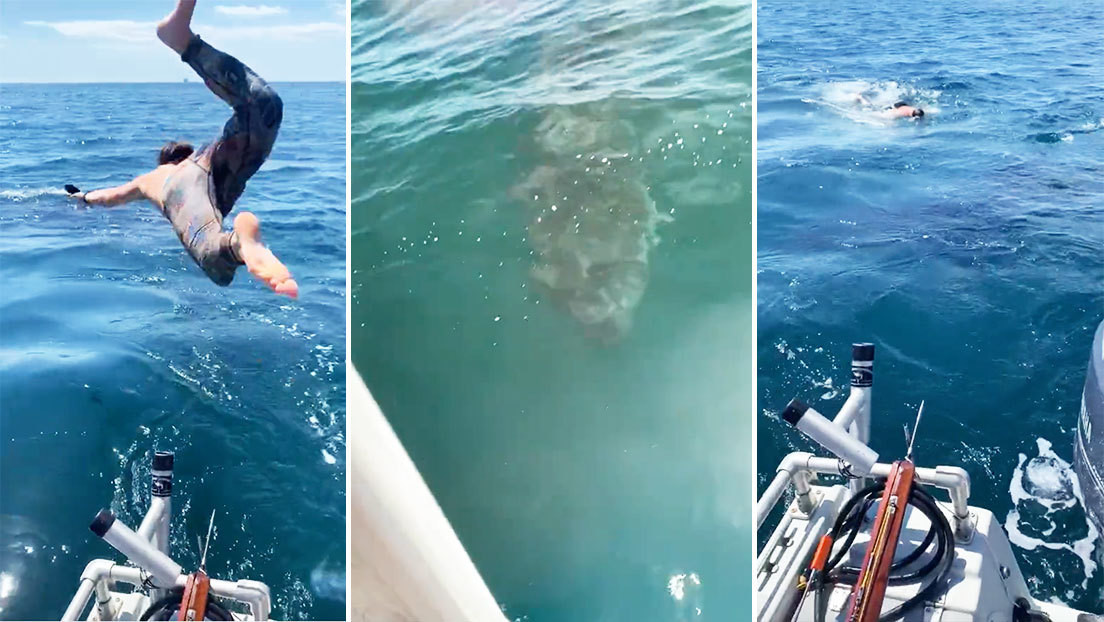 VIDEO: Un joven se lanza a nadar con un inofensivo 'tiburón peregrino' y al poco descubre que fue "una mala idea"