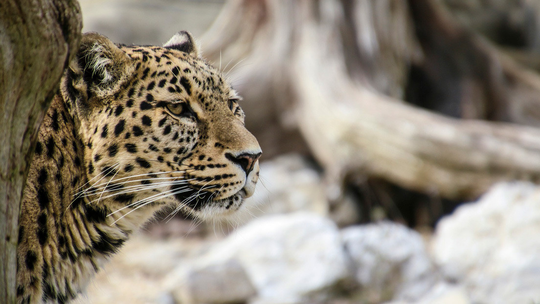 Un hombre se venga del leopardo que mató a su vaca un año antes