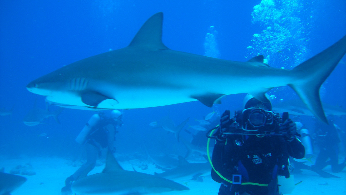 VIDEO: Una buceadora da de comer de su mano a tiburones tigre