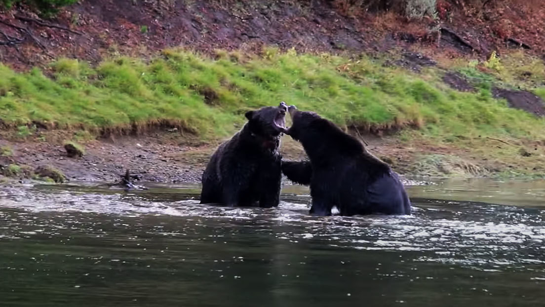 VIDEO: Dos osos grizzly se enzarzan en un río para hacerse con los restos de un ciervo