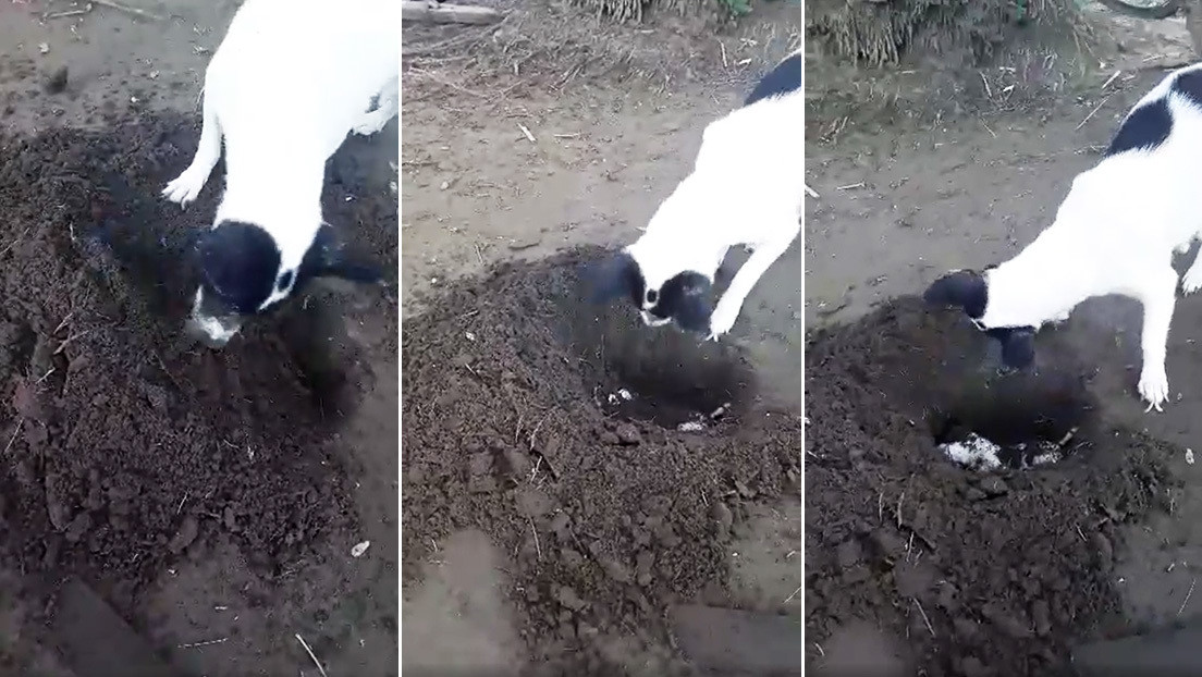 VIDEO: Perra cava una tumba para enterrar a su cachorro recién fallecido