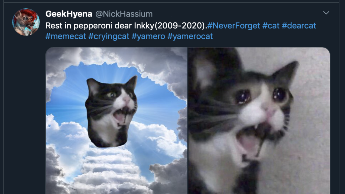 Muere la protagonista del icónico meme de la gata que grita