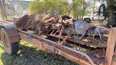Guardabosques australianos capturan a un "monstruoso" cocodrilo en una zona turística (VIDEO)