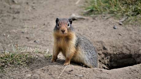 Las marmotas utilizan sus propios dialectos y se esconden de las forasteras