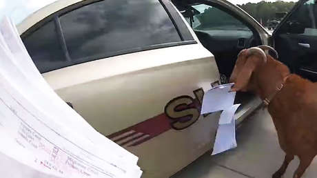 VIDEO: Una cabra 'antiburocracia' hace una incursión en un patrullero y devora documentos
