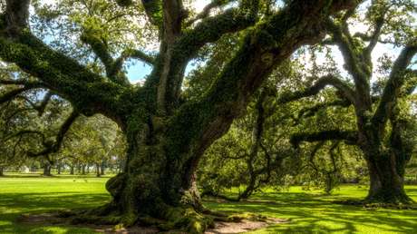 Encuentran en Italia un roble que lleva vivo desde la Edad Media