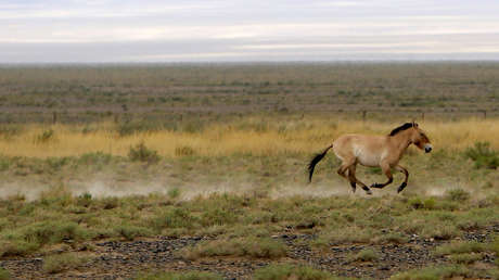 Clonan en EU.UU. un caballo de Przewalski que murió hace 20 años