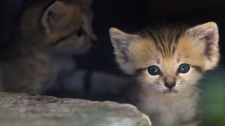 VIDEO: Exitoso rescate de un gatito metido dentro de un botellón de agua del que solo le salía la cabeza