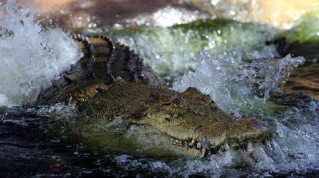 VIDEO: Un cocodrilo sorprende a las redes nadando y moviéndose como un delfín