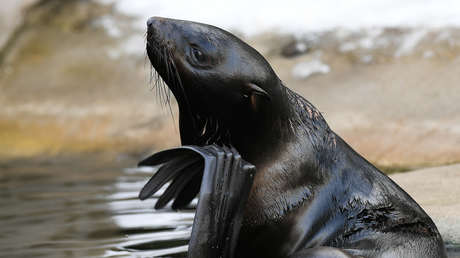 VIDEO: Encuentran una rara cría albina de lobo marino en el Lejano Oriente ruso