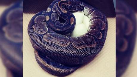 Una 'abuela' pitón de más de 60 años puso huevos sin haber estado con un macho en 15 años