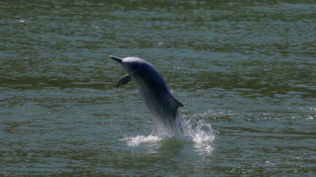 Los delfines reaparecen en Hong Kong tras quedar suspendido el tráfico marino por el coronavirus