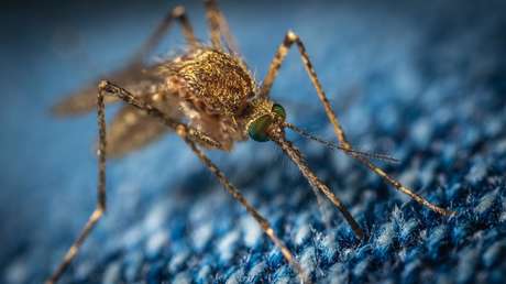 "Amenaza en curso": detectan en Michigan el primer caso sospechoso de infección humana por un virus mortal transmitido por mosquitos