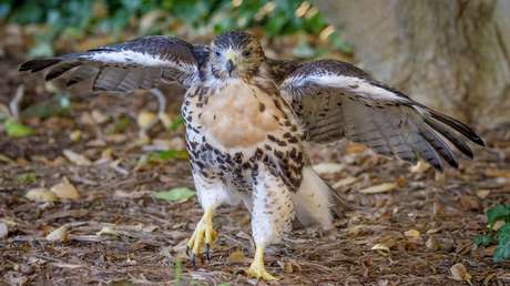 VIDEO: Un gavilán colirrojo derriba un dron que 'invade' su territorio