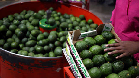 México registra un récord de exportaciones de aguacates pese a la presión de la pandemia
