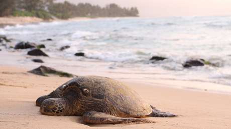 Hallan cientos de tortugas muertas en la misma playa de México donde decenas de leones marinos aparecieron sin vida