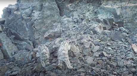 VIDEO: Captan cómo un curioso cachorro de leopardo de las nieves 'se hace un selfi' con una cámara trampa