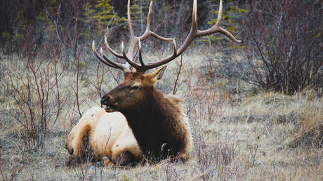 VIDEO: Las imágenes de un ciervo aterrorizado que se desploma de cansancio mientras lo rodea una veintena de sabuesos provocan polémica en Francia